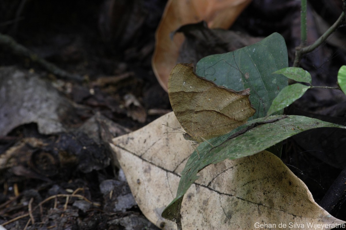 Melanitis leda Linnaeus, 1763